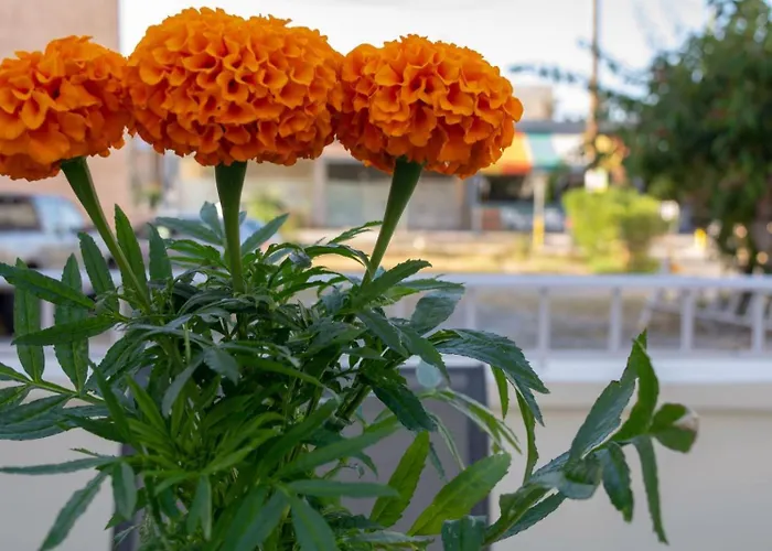 Σπίτι διακοπών The Secret Ontas, Traditional Stone House *